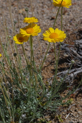 Baileya multiradiata