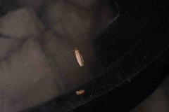 Danielithosia immaculata