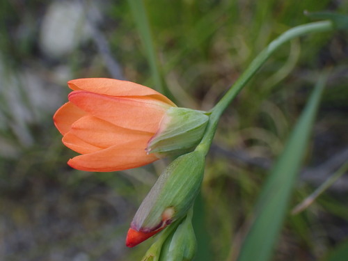 Image of Gladiolus brevitubus by (c) Ren Hoekstra, some rights reserved (CC BY)