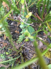 Chiloglottis chlorantha