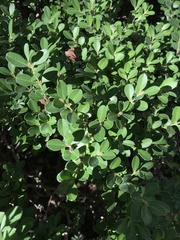 Buxaceae