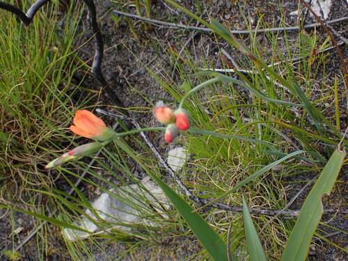 Image of Gladiolus brevitubus by (c) Ren Hoekstra, some rights reserved (CC BY)
