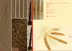 Berkleasmium concinnum