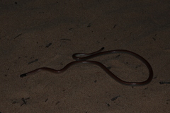 Apostolepis dimidiata