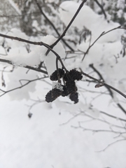 Alnus incana
