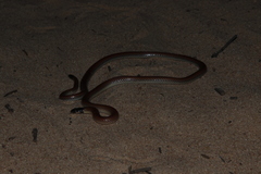 Apostolepis dimidiata