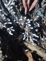 Stemonitopsis typhina