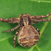 Ground Crab Spiders - Photo (c) Tom Murray, some rights reserved (CC BY-NC), uploaded by Tom Murray