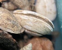 Caryocorbula contracta