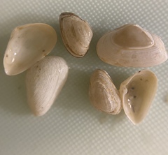 Caryocorbula contracta