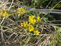 Solidago spathulata