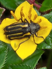 Astylus angulatus