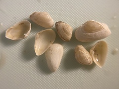 Caryocorbula contracta