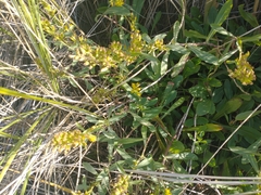 Solidago spathulata
