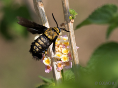 Sataspes tagalica