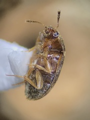 Litargus balteatus