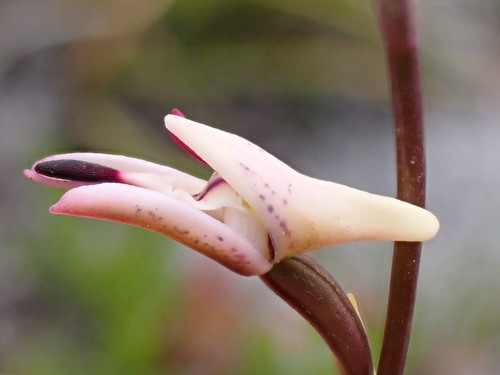 Image of Disa inflexa by (c) Ren Hoekstra, some rights reserved (CC BY)
