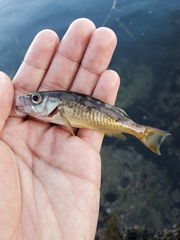 Sebastes serranoides