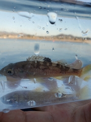 Sebastes serranoides