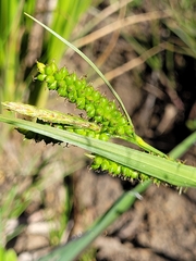 Carex brownii