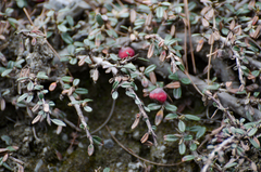 Cotoneaster microphyllus