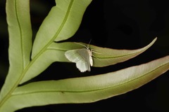 Idiochlora minuscula