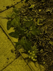 Amaranthus deflexus