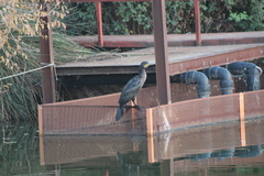 Phalacrocorax carbo