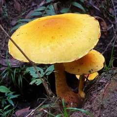 Armillaria luteobubalina