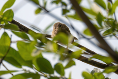 Phylloscopus collybita