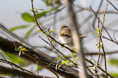 Phylloscopus collybita