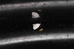 Niphopyralis