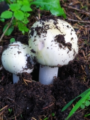 Amanita phalloides