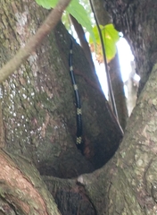 Spilotes pullatus