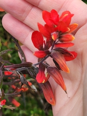 Castilleja fissifolia