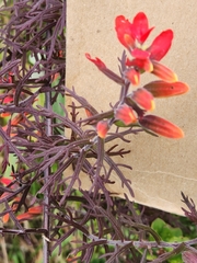 Castilleja fissifolia