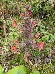 Castilleja fissifolia