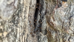 Oxytrigona tataira
