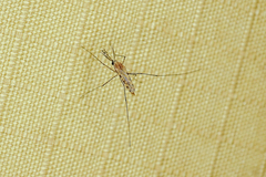 Anopheles annulipes