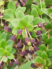 Vaccinium floribundum