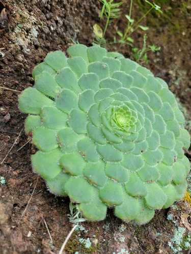 Image of Saucer plant by (c) Ismael Medina Rodríguez, some rights reserved (CC BY)