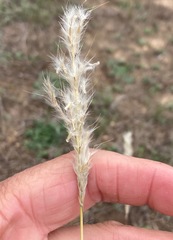 Bothriochloa laguroides