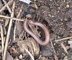 Parajulidae
