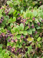 Vaccinium floribundum