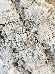 Lepra amara