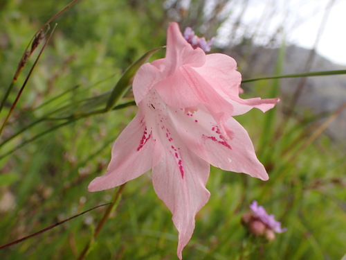 Helderberg Painted Lady (Gladiolus virgatus)