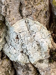 Lepra amara