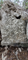Leprocaulaceae