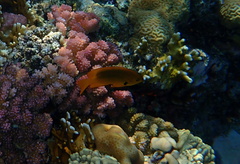 Pomacentrus sulfureus