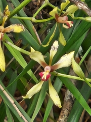 Cyrtochilum